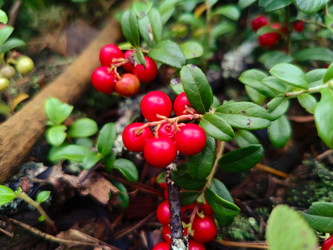 Брусника (Vaccinium vitis-idaea) — красные ягоды на лесной подстилке - Mihail_direct