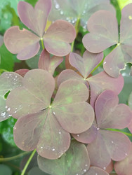 Оксалис (Oxalis triangularis) с фиолетово-зелеными листьями и каплями воды - Mihail_direct