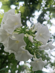 Белый флокс метельчатый (Phlox paniculata) в соцветии - Mihail_direct