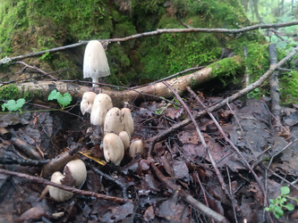 Навозник белый (Coprinus comatus, чернильный гриб) в лесу среди веток - Mihail_direct
