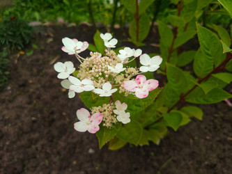 Белая гортензия крупнолистная (Hydrangea macrophylla) кружевной формы с розовыми пятнами - Mihail_direct