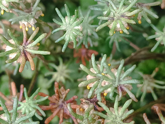 Маршанция (Marchantia polymorpha) — печеночный мох со звездообразными выростами - Mihail_direct