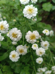 Белый махровый пиретрум девичий (Tanacetum parthenium) с желтыми серединками - Mihail_direct