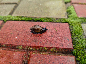 Садовая улитка на красной плитке с зеленым мхом - Mihail_direct