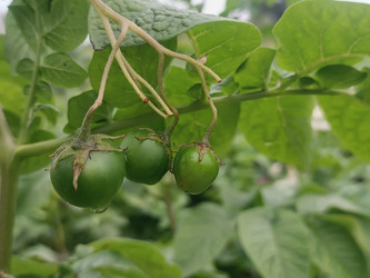Зеленые плоды (ягоды) картофеля (Solanum tuberosum) на стебле - Mihail_direct