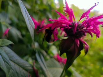 Шмель на ярко-розовой монарде (Monarda didyma) - Mihail_direct