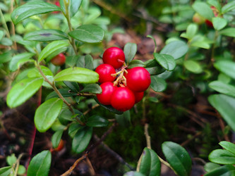 Брусника (Vaccinium vitis-idaea) — красные ягоды с кожистыми листьями - Mihail_direct