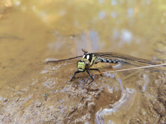 Полосатая стрекоза (Cordulegastridae/Gomphidae) на влажной поверхности - Mihail_direct