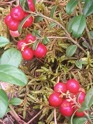 Брусника (Vaccinium vitis-idaea) — красные ягоды среди лесного мха - Mihail_direct