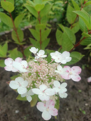 Белая гортензия крупнолистная (Hydrangea macrophylla) кружевной формы с розовыми пятнами - Mihail_direct