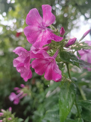 Розовый флокс метельчатый (Phlox paniculata) с каплями воды на лепестках - Mihail_direct
