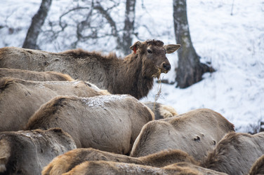 Вид маралов (Cervus Elaphus Sibiricus) - gumbao