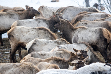 Вид маралов (Cervus Elaphus Sibiricus) - gumbao