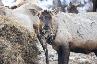 Вид маралов (Cervus Elaphus Sibiricus) - gumbao