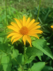 Гелиопсис (Heliopsis helianthoides) — желтый цветок «ложный подсолнечник» с оранжевым центром - Mihail_direct