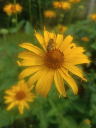 Топинамбур (Helianthus tuberosus) с медоносной пчелой — процесс опыления - Mihail_direct