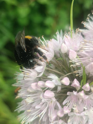 Макросъемка шмеля (Bombus) на цветке декоративного лука (Allium) - Mihail_direct