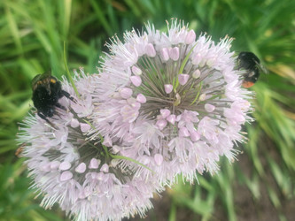 Два шмеля (Bombus) на розовом цветке декоративного лука (Allium) — опыление - Mihail_direct