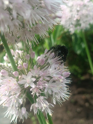 Черный шмель (Bombus) на белом цветке декоративного лука (Allium) — опыление - Mihail_direct