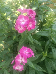 Флокс метельчатый (Phlox paniculata) — ярко-розовые соцветия в саду - Mihail_direct