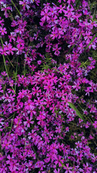 Цветущий флокс сибас (Phlox Subulata) – почвопокровное растение - Irrin0215