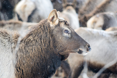 Вид маралов (Cervus Elaphus Sibiricus) - gumbao