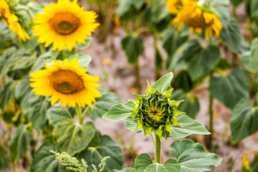 Крупный план незрелой головы подсолнуха с зелеными прицветами - Derbis