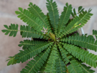 Биофитум чувствительный с перистыми листьями и бутонами в горшке Biophytum sensitivum - raregarden