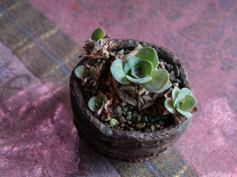 Композиция из суккулентов в керамическом горшке с галькой - raregarden