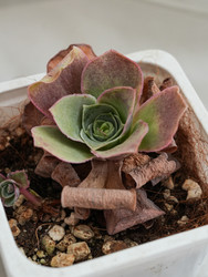 Розетка суккулента гриновии с зелено-бордовыми листьями в горшке - raregarden