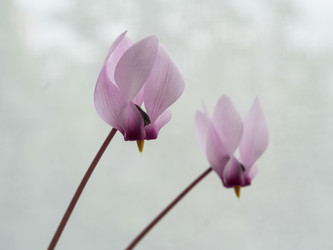 Нежные розовые цветы цикламена Рольфса на изящных стеблях - raregarden