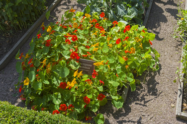 Настурция большая (lat. Tropaeolum majus) на грядке с лекарственными растениями в Аптекарском Огороде (филиал ботанического сада МГУ). Москва. Июль, солнечно - Wombat