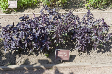 Базилик душистый (lat. Ocimum basilicum) на грядке с лекарственными растениями в Аптекарском Огороде (филиал ботанического сада МГУ). Москва. Июль, солнечно - Wombat