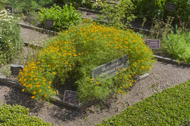 Бархатцы анисовые (Мексиканский эстрагон, lat.  Tagetes lucida) на грядке с лекарственными растениями в Аптекарском Огороде (филиал ботанического сада МГУ). Москва. Июль, солнечно - Wombat