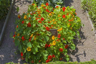 Настурция большая (lat. Tropaeolum majus) на грядке с лекарственными растениями в Аптекарском Огороде (филиал ботанического сада МГУ). Москва. Июль, солнечно - Wombat