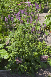 Буквица лекарственная (lat.Betonica officinalis) на грядке с лекарственными растениями в Аптекарском Огороде (филиал ботанического сада МГУ). Москва. Июль, солнечно - Wombat