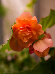Крупный план махровых оранжевых цветов бегонии элатиор Solenia Apricot с зелеными листьями - raregarden