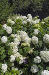 Цветущая гортензия древовидная (lat. Hydrangea arborescens) сорта Bounty. Аптекарский Огород (филиал ботанического сада МГУ). Москва - Wombat
