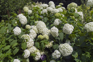 Цветущая гортензия древовидная (lat. Hydrangea arborescens) сорта Bounty. Аптекарский Огород (филиал ботанического сада МГУ). Москва - Wombat