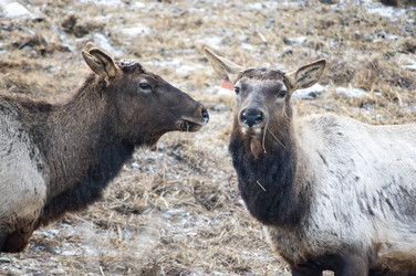 Вид маралов (Cervus Elaphus Sibiricus) - gumbao