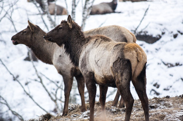 Вид маралов (Cervus Elaphus Sibiricus) - gumbao