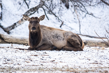 Вид на марала (Cervus elaphus sibiricus) - gumbao