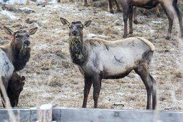 Вид маралов (Cervus Elaphus Sibiricus) - gumbao