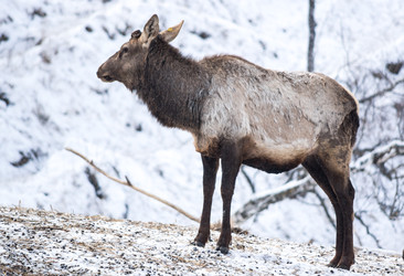 Вид на марала (Cervus elaphus sibiricus) - gumbao
