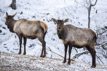 Вид маралов (Cervus Elaphus Sibiricus) - gumbao
