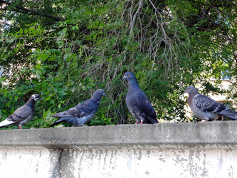 Четыре сизых голубя (Columba livia), отдыхающих на бетонном заборе - bykgeniy