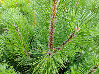 Сосна черная (Pinus nigra) - bykgeniy
