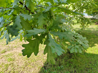 Изображение дуба черешчатого (Quercus robur) - bykgeniy