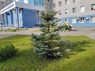 Ель колючая (Picea pungens) - bykgeniy