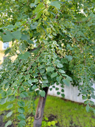 Багрянник японский (Cercidiphyllum japonicum) - bykgeniy